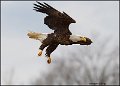 _2SB4055 american bald eagle